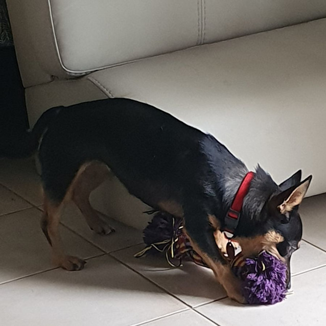 Photo of Bindi