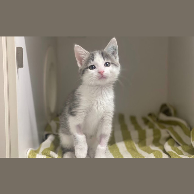 Photo of Misty