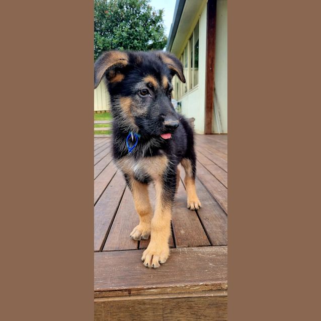 Photo of Harley   11 Week Old German Shepherd (Trial)