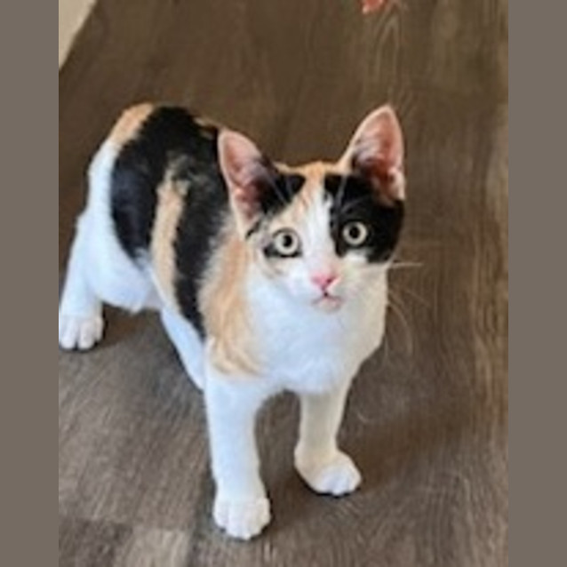 Photo of Comet