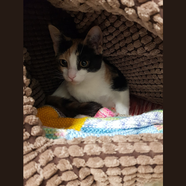 Photo of Comet