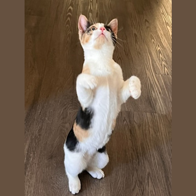 Photo of Comet