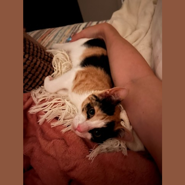Photo of Comet
