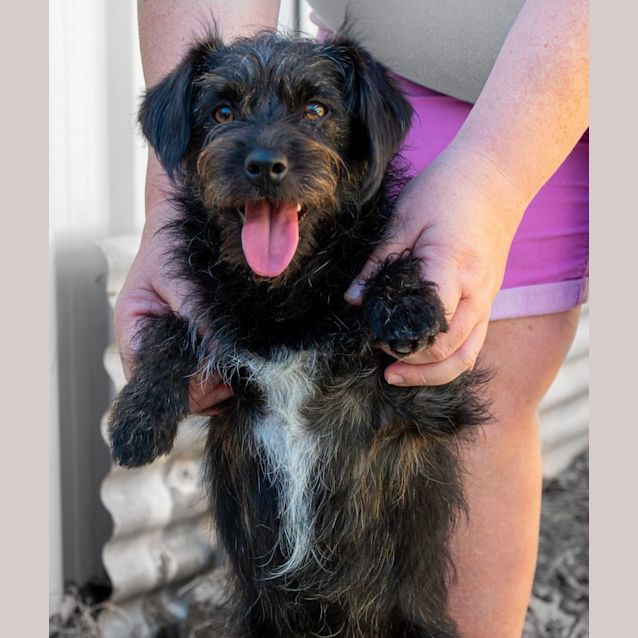Photo of Barney