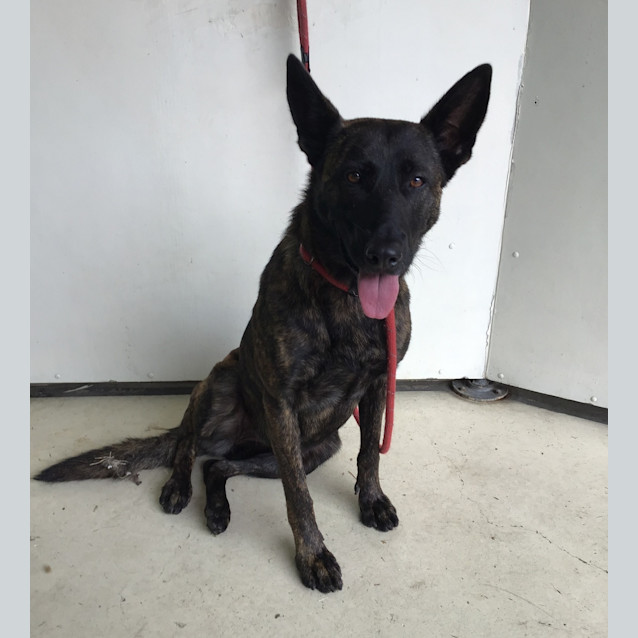 Photo of Piper