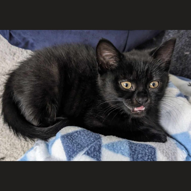 Photo of Xord   Located In Melbourne