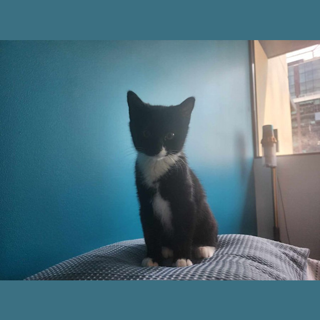 Photo of Myika   Located In Melbourne