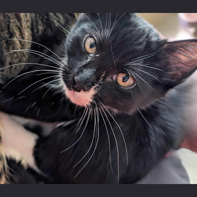 Photo of Myika   Located In Melbourne