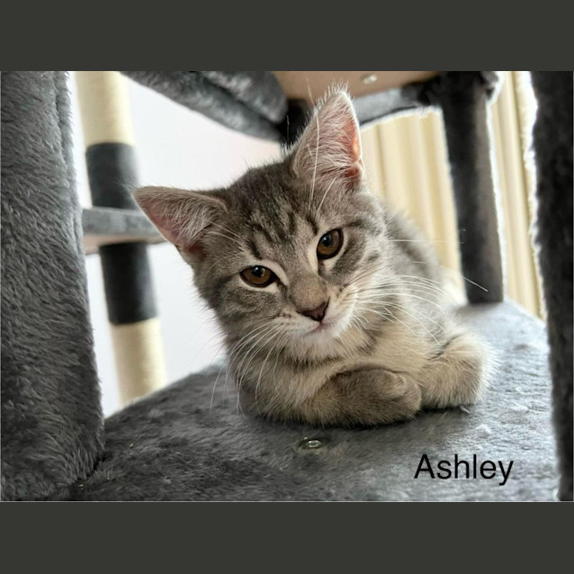 Photo of Ashley