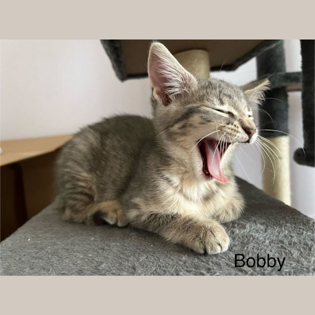 Photo of Bobby