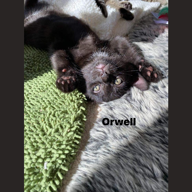 Photo of Orwell   Petstock