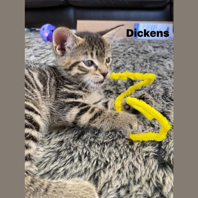 Photo of Dickens   Petstock