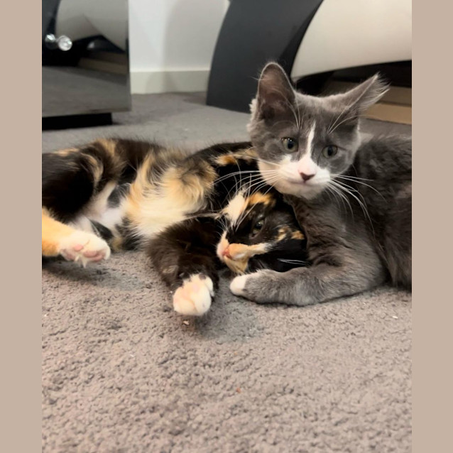Photo of Bella & Aria