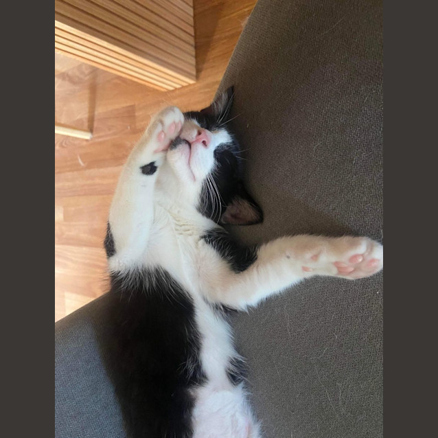 Photo of Tucker