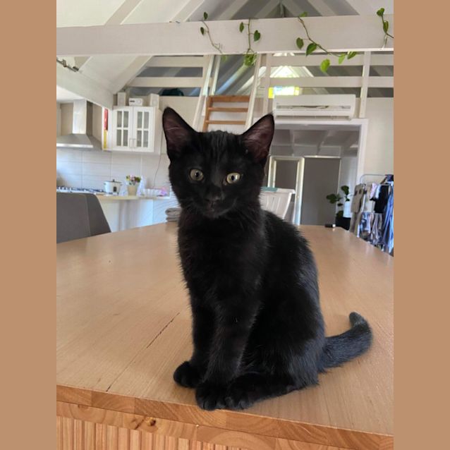 Photo of Shadow