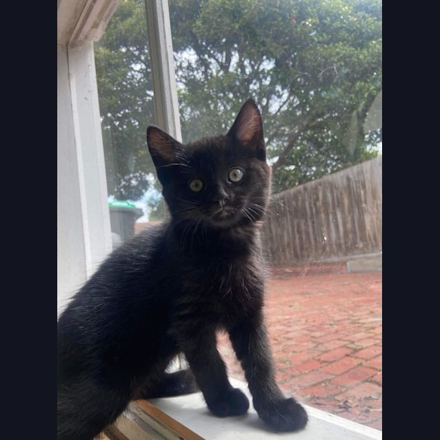 Photo of Shadow