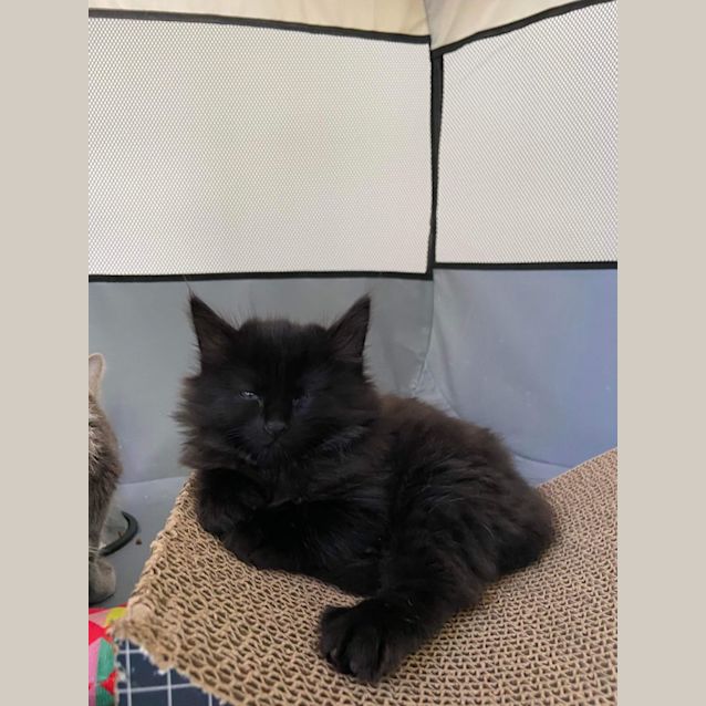 Photo of Onyx
