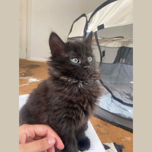Photo of Onyx