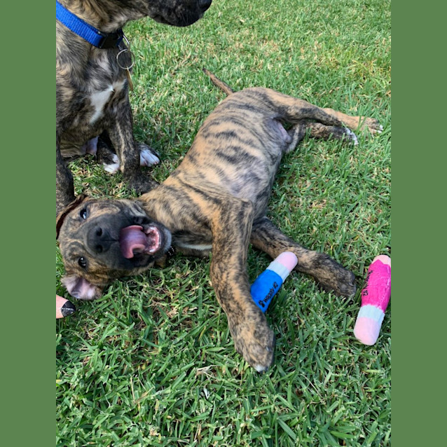 Photo of Cloudberry