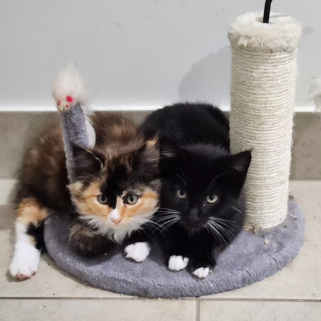 Photo of Aurora & Harley 🌸🐈‍⬛