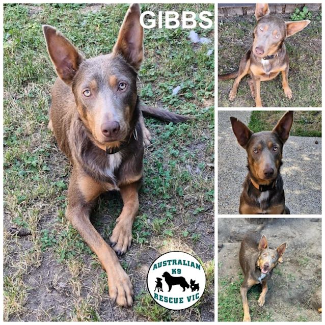 Photo of Gibbs 