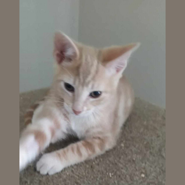 Photo of Ninja