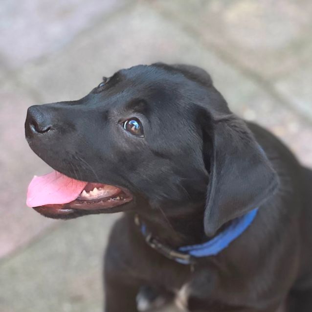 Photo of Winston 💛