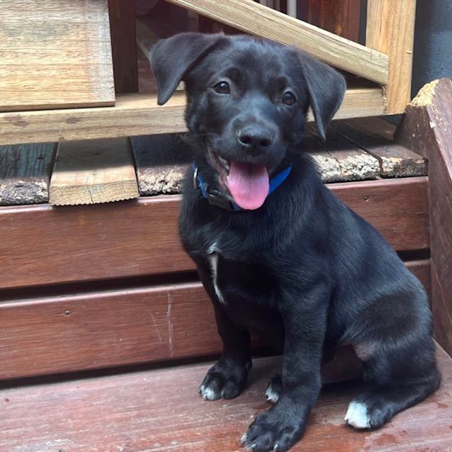 Photo of Winston 💛