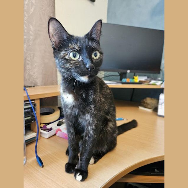Photo of Penny