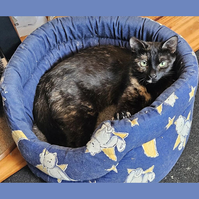 Photo of Penny
