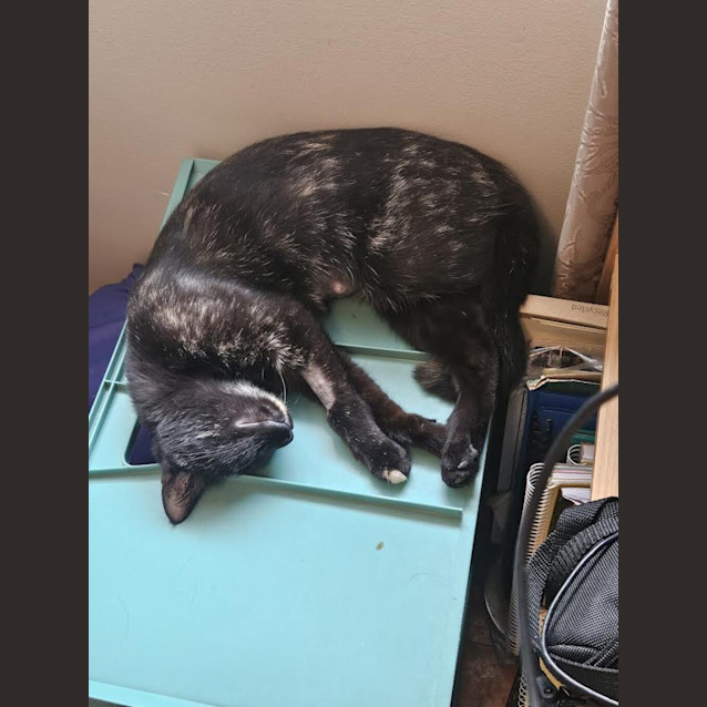 Photo of Penny