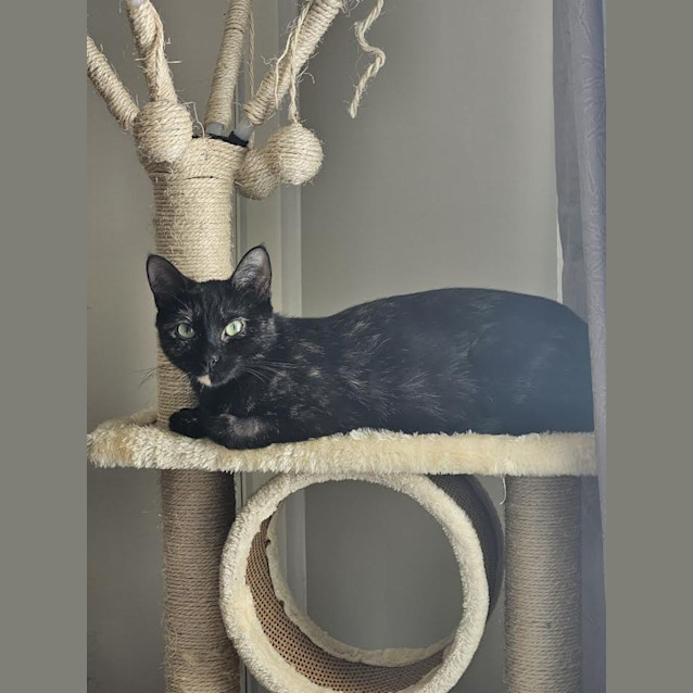 Photo of Penny