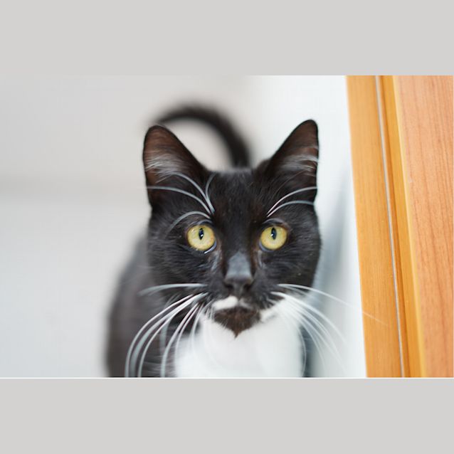 Photo of Penelope