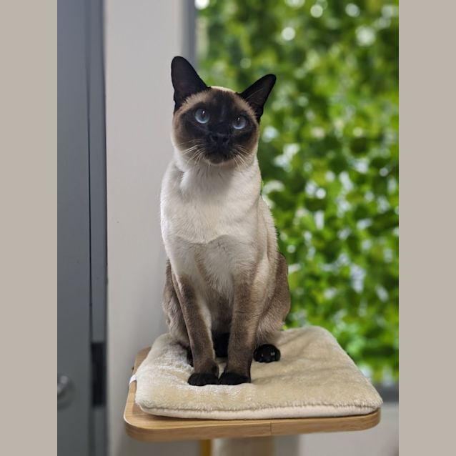 Photo of 🍂 Mr Meowgi F02776 🍂