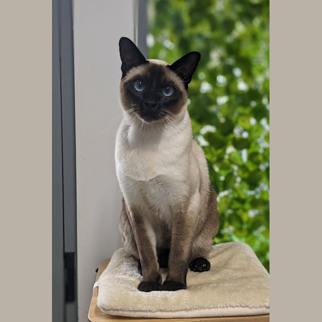 Photo of 🍂 Mr Meowgi F02776 🍂