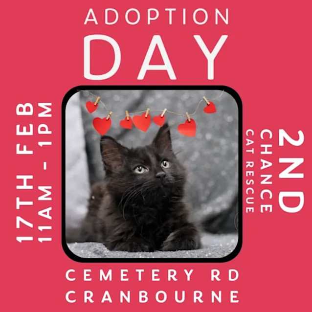 Photo of Minnie **2nd Chance Cat Rescue**
