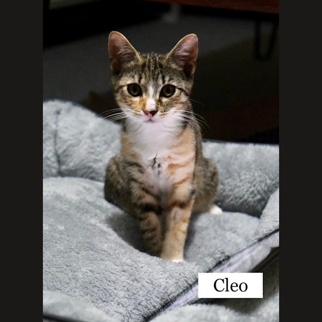 Photo of Cleo