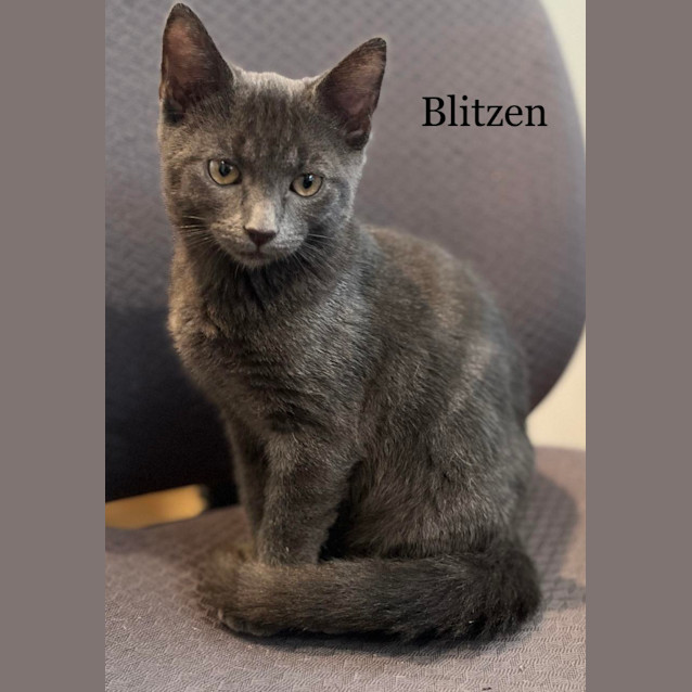 Photo of Blitzen