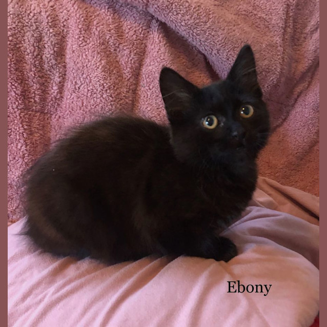 Photo of Ebony (And Comet)