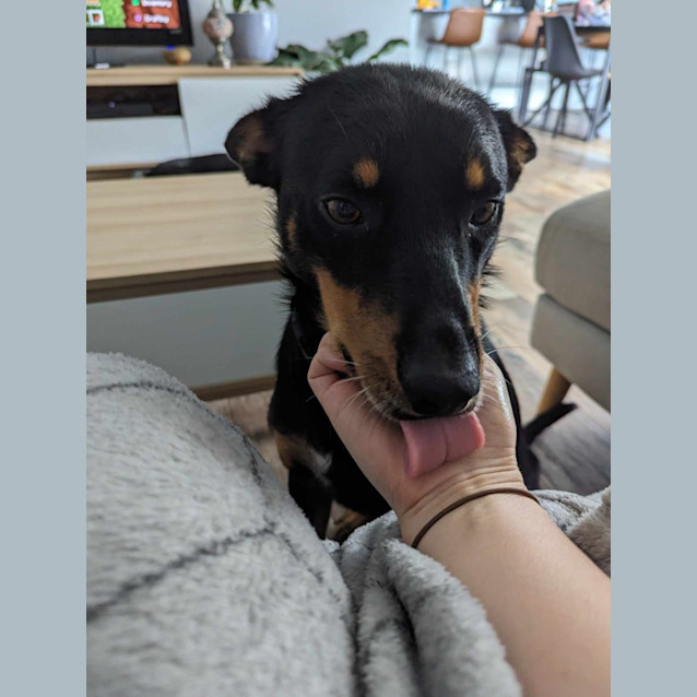 Photo of George   3 Year Old Kelpie X (Trial)