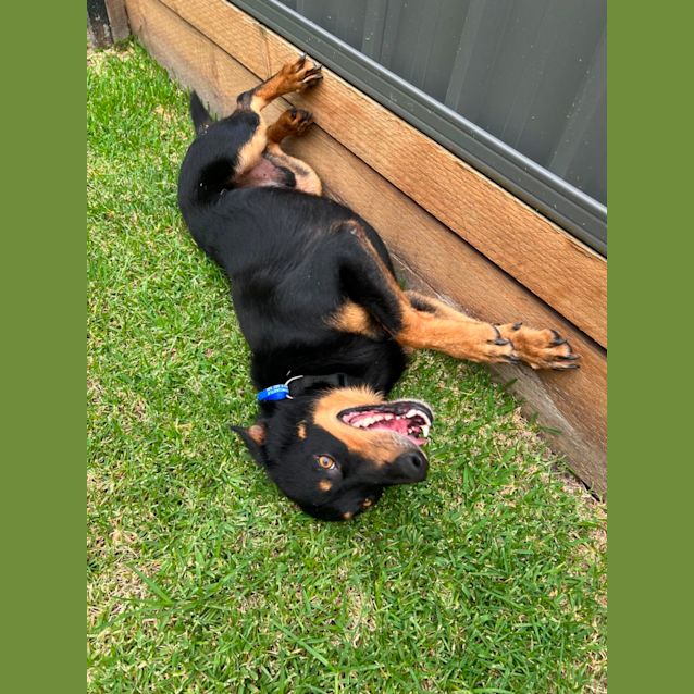 Photo of George   3 Year Old Kelpie X (Trial)