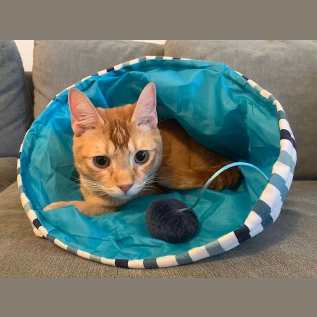 Photo of Darcy (And Shoyu)