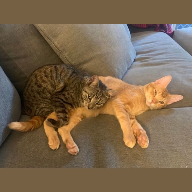 Photo of Darcy (And Shoyu)