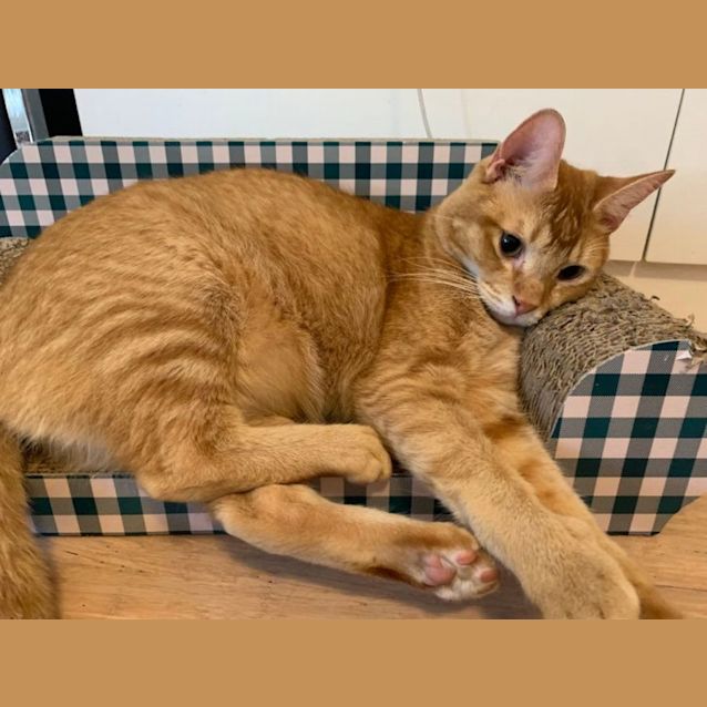 Photo of Darcy (And Shoyu)