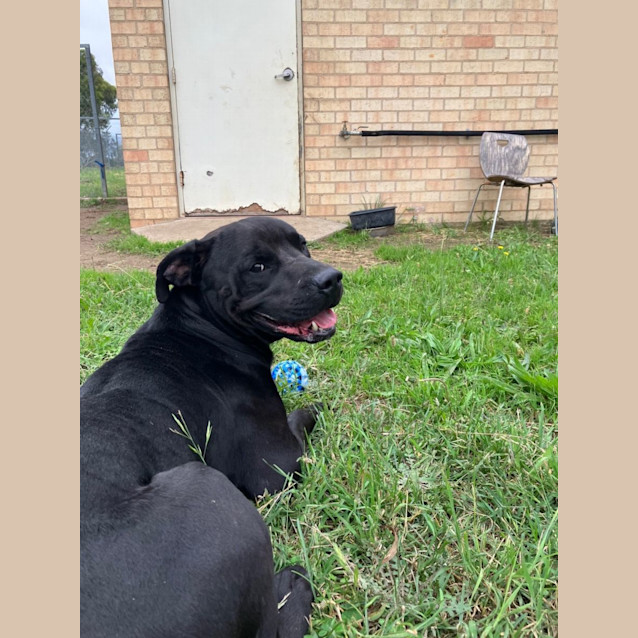 Photo of Digger