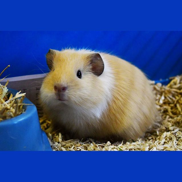 Photo of Piggy Azalea