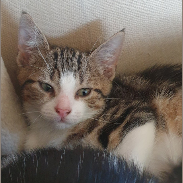 Photo of Thor
