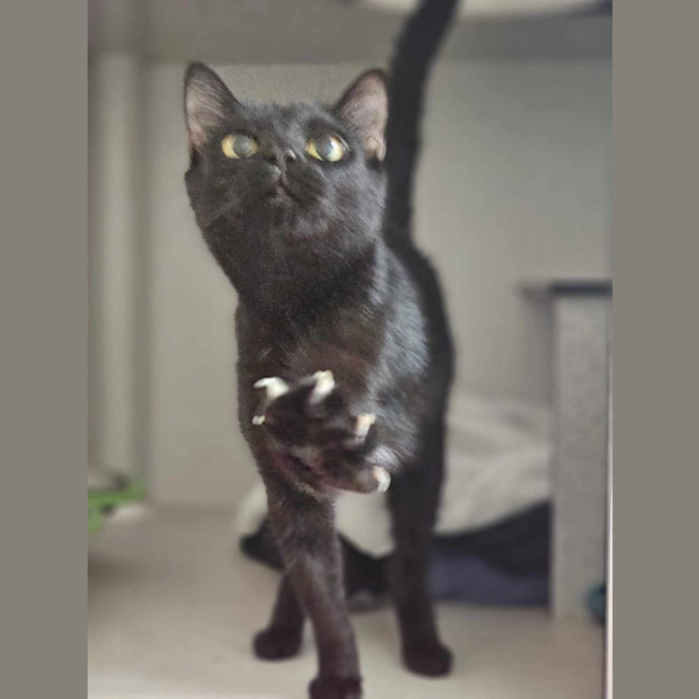 Photo of Milo