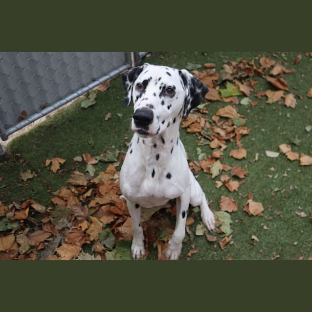 Photo of Watson