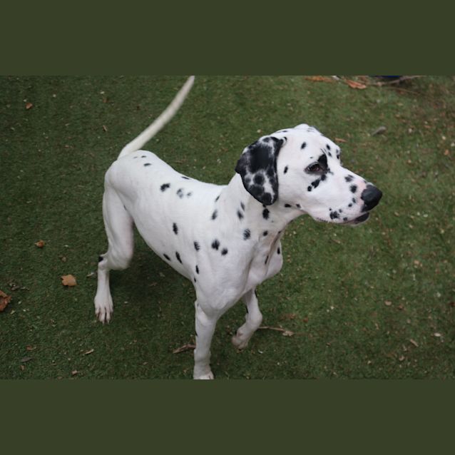Photo of Watson